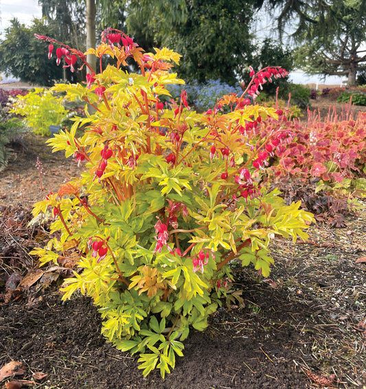 Dicentra spectabilis 'Ruby Gold' (Bleeding Heart)