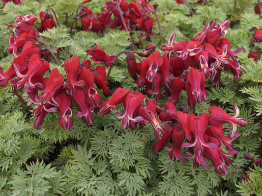 Dicentra x 'Burning Hearts' (Bleeding Heart)