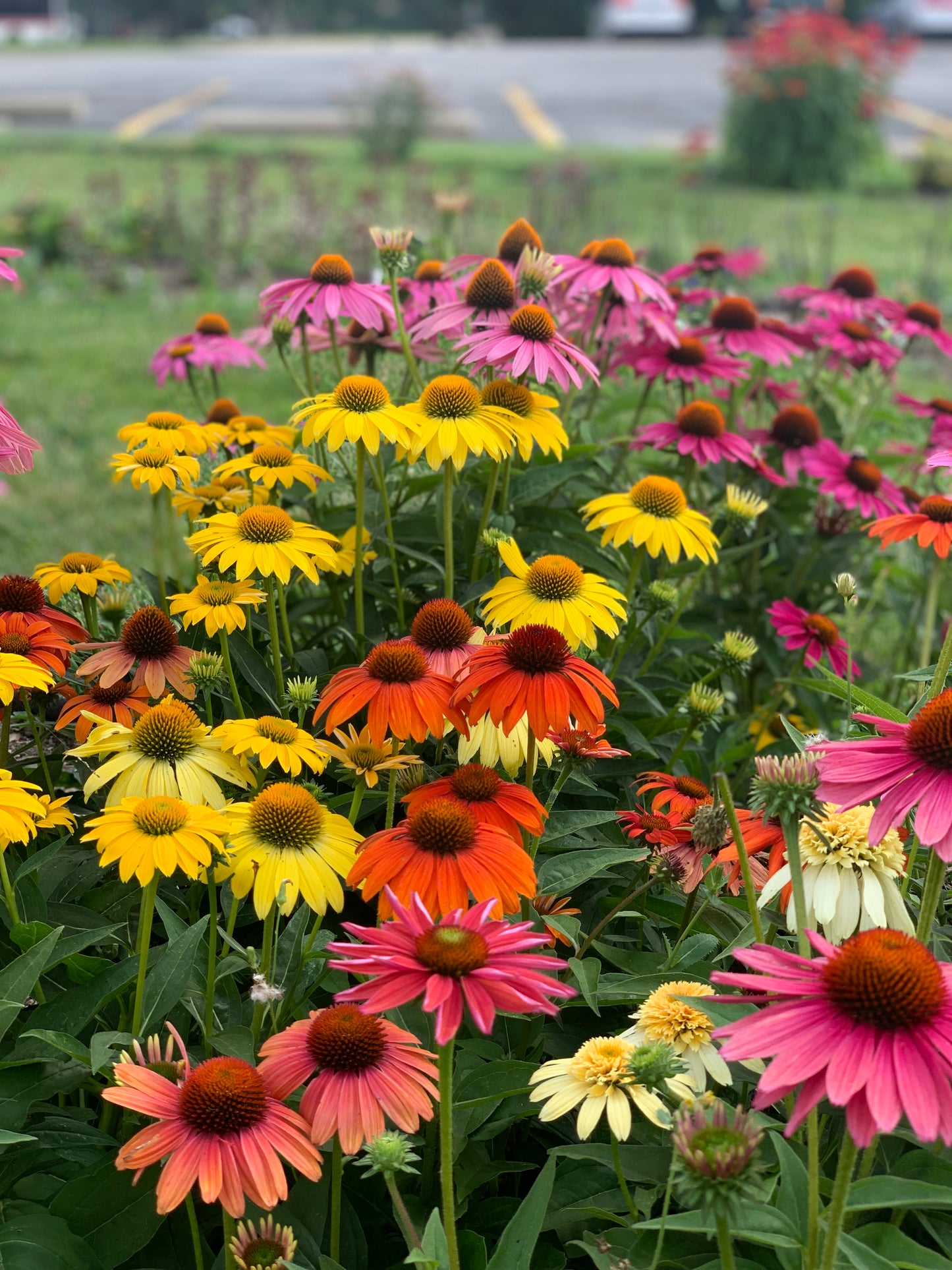 Echinacea purpurea 'Cheyenne Spirit' (Coneflower)