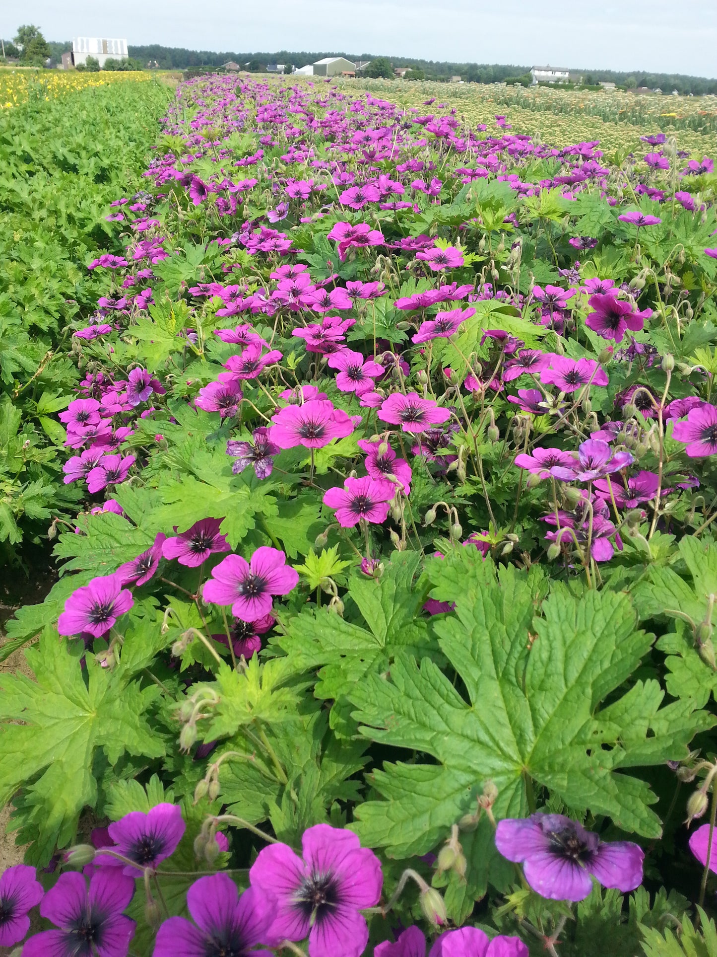Geranium x 'Dragon Heart'