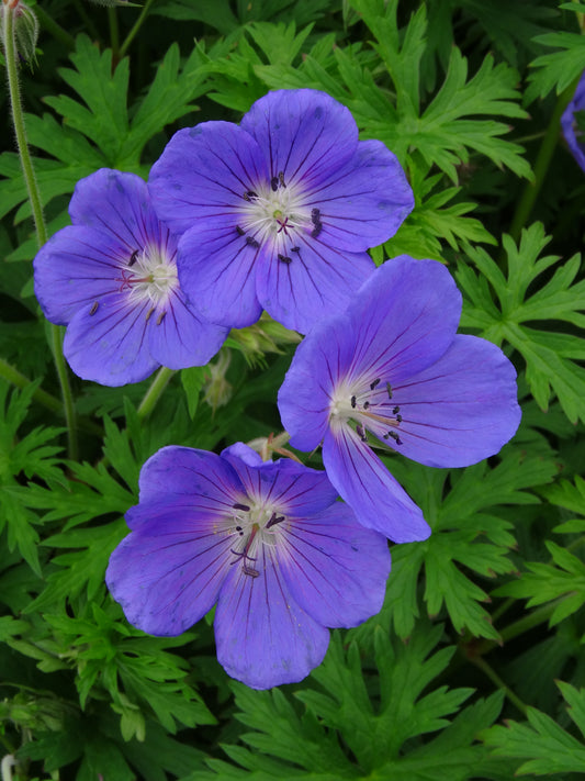 Geranium x 'Orion'