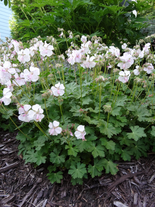 Geranium x cantabrigiense 'Biokovo'