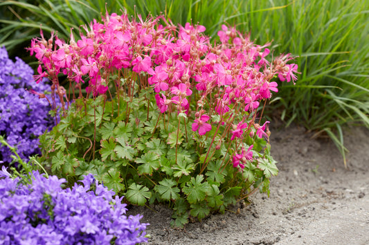 Geranium x cantabrigiense 'Intense'