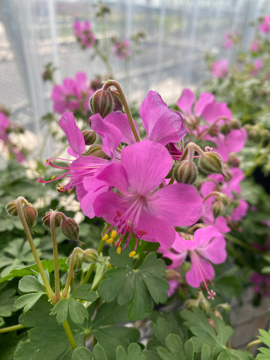 Geranium macrorrhizum 'Bevan's Variety'