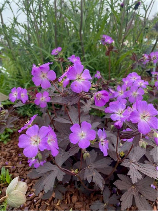Geranium pratense ‘Storm Cloud’