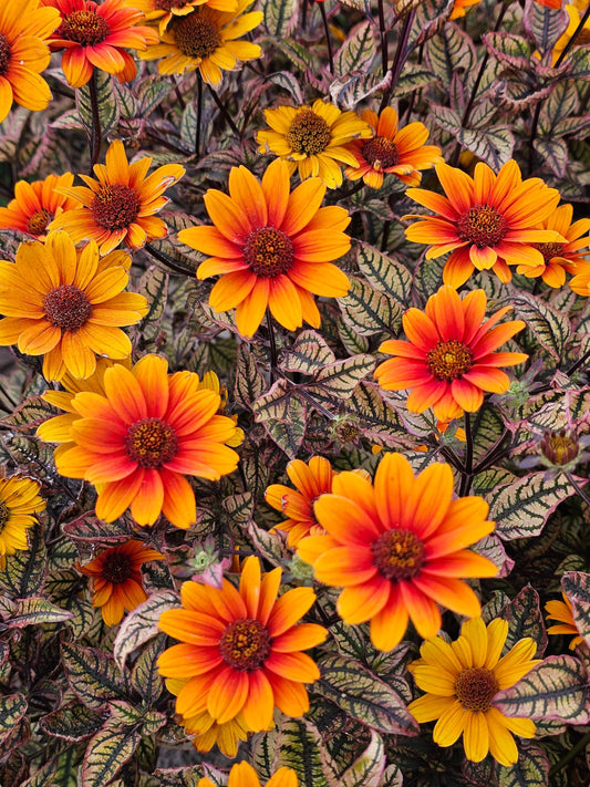Heliopsis 'Orange Marble' (False Sunflower)