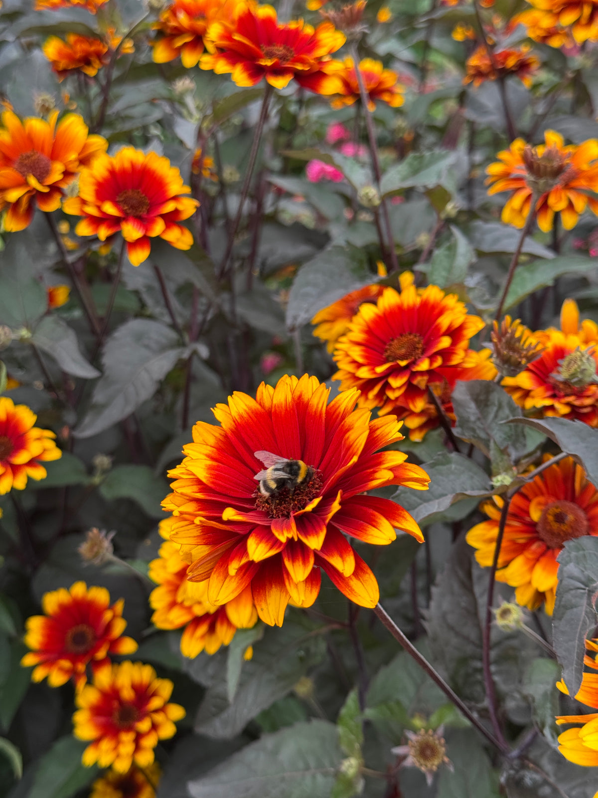 Heliopsis helianthoides 'Bonfire Sunset’ (False Sunflower)