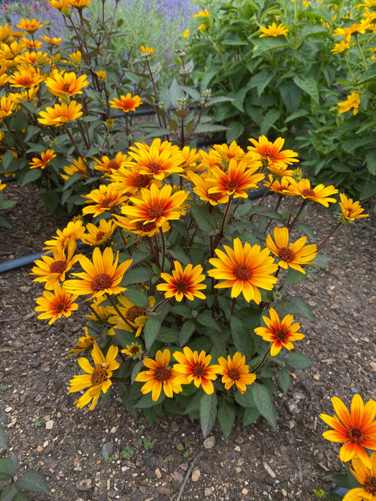 Heliopsis helianthoides 'Sole Scuro' (False Sunflower)