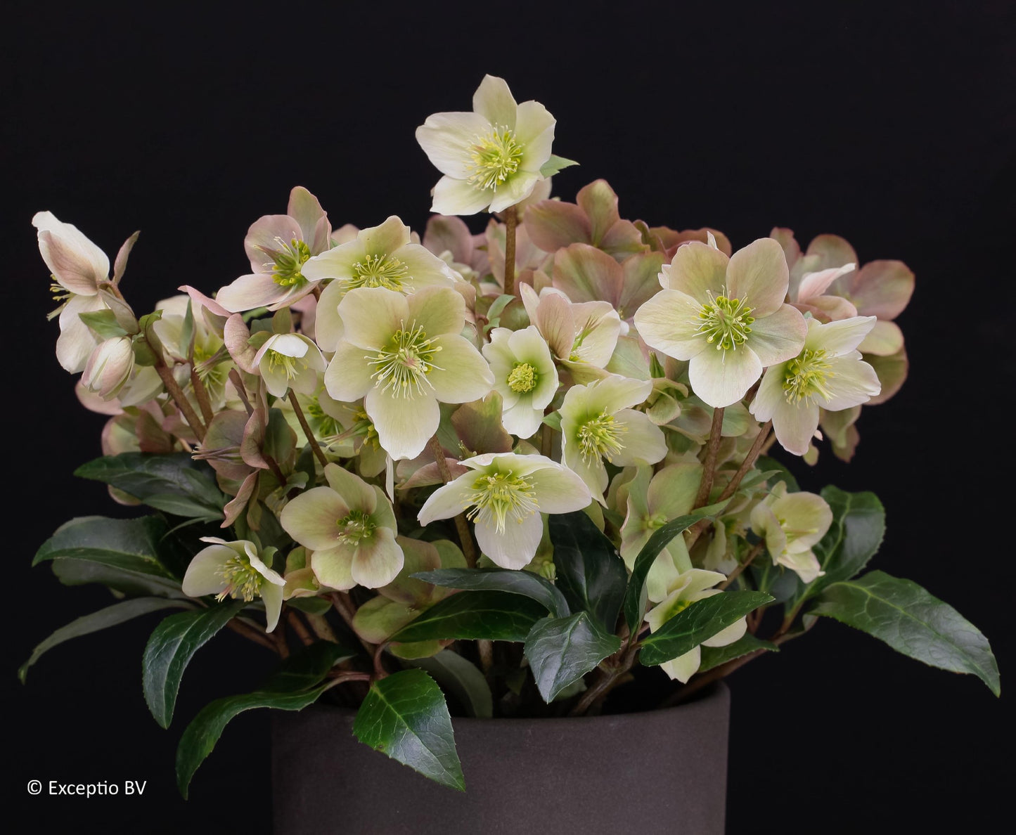 Helleborus orientalis 'Eternal Spark' (Lenten Rose)