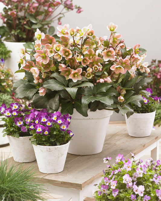Helleborus x hybridus 'Angel Glow'