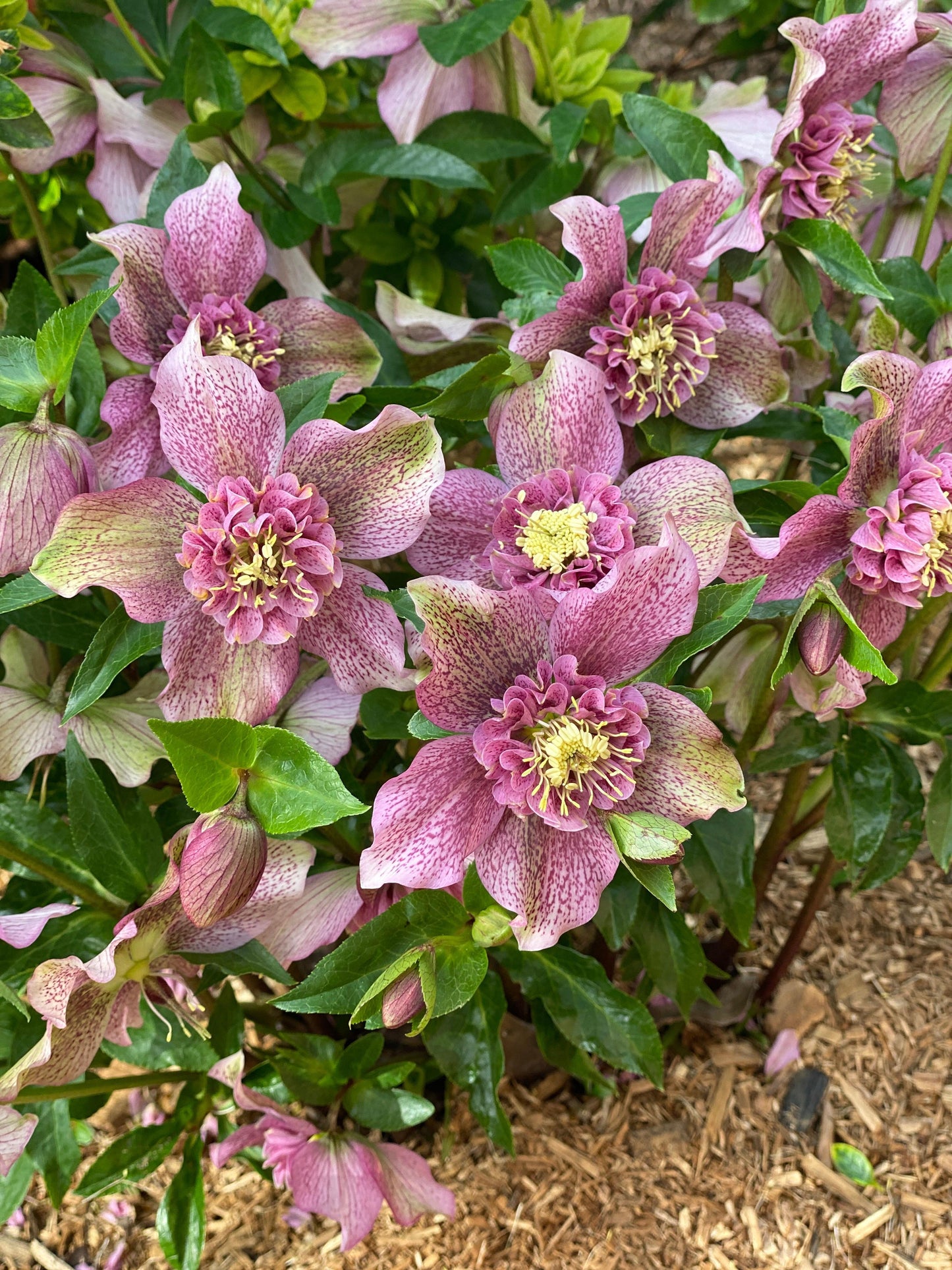 Helleborus x hybridus 'Tutu'