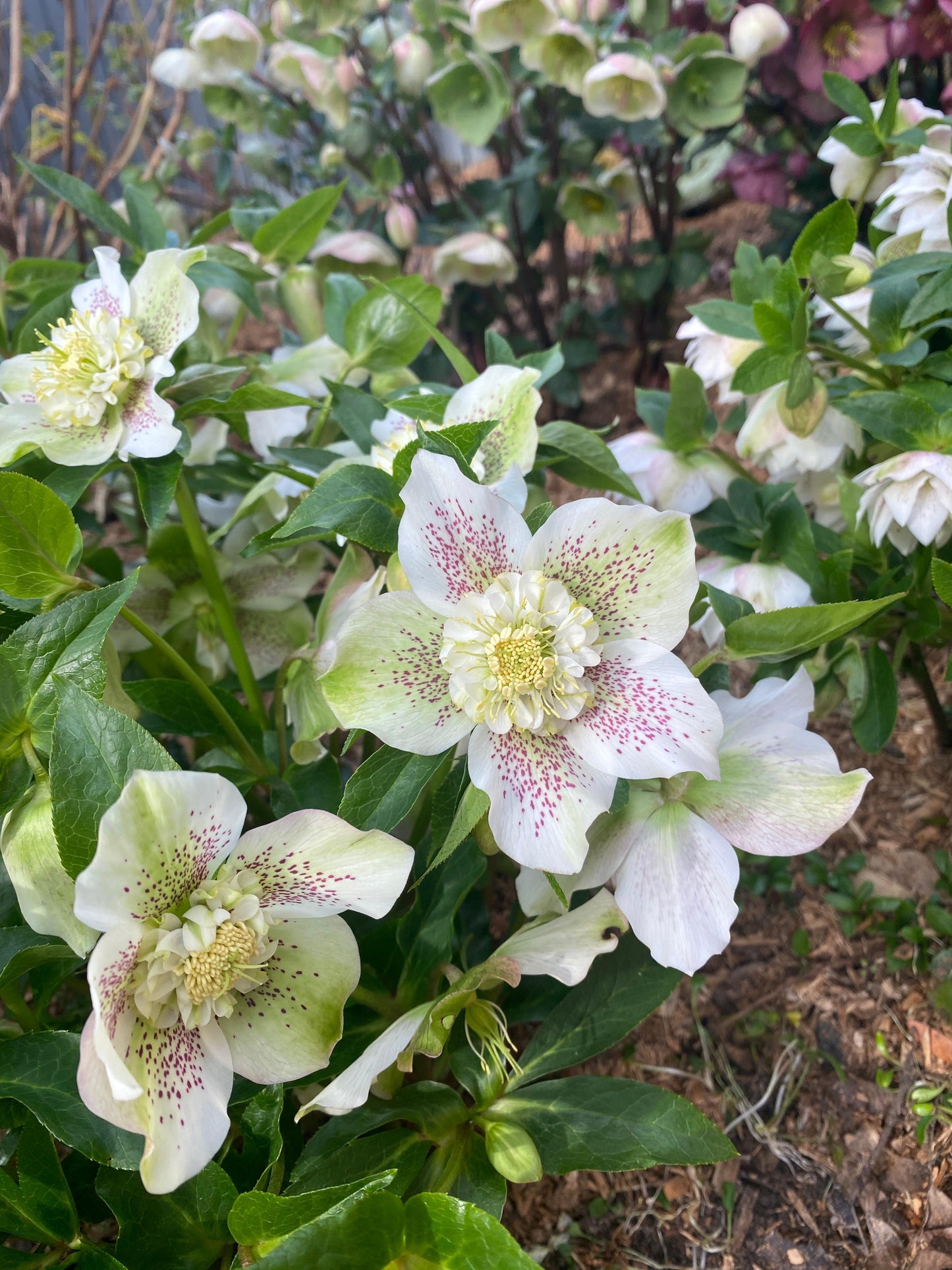 Helleborus x hybridus 'White Tutu'