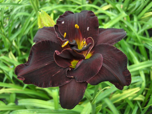 Hemerocallis 'Bogeyman' (Daylily)