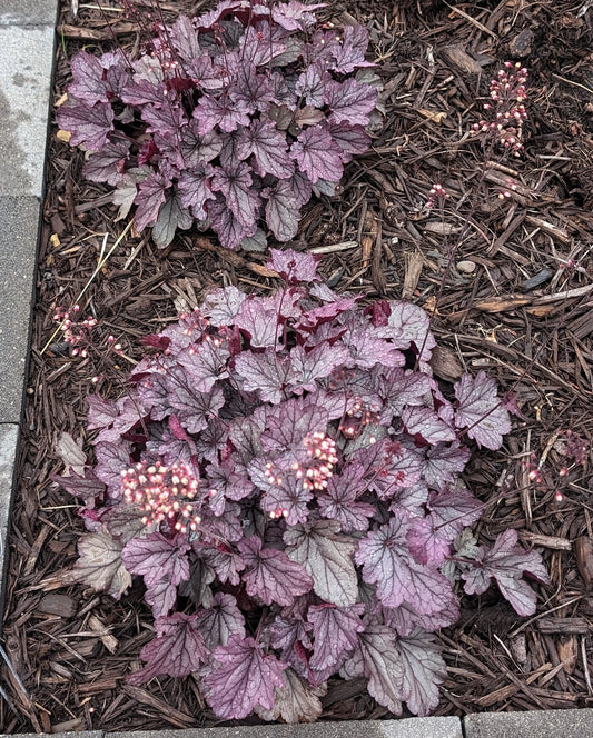 Heuchera 'Indian Summer Huckleberry' (Coral Bells)