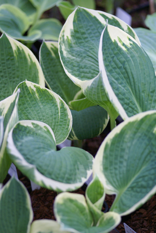 Hosta 'Barbara Ann'