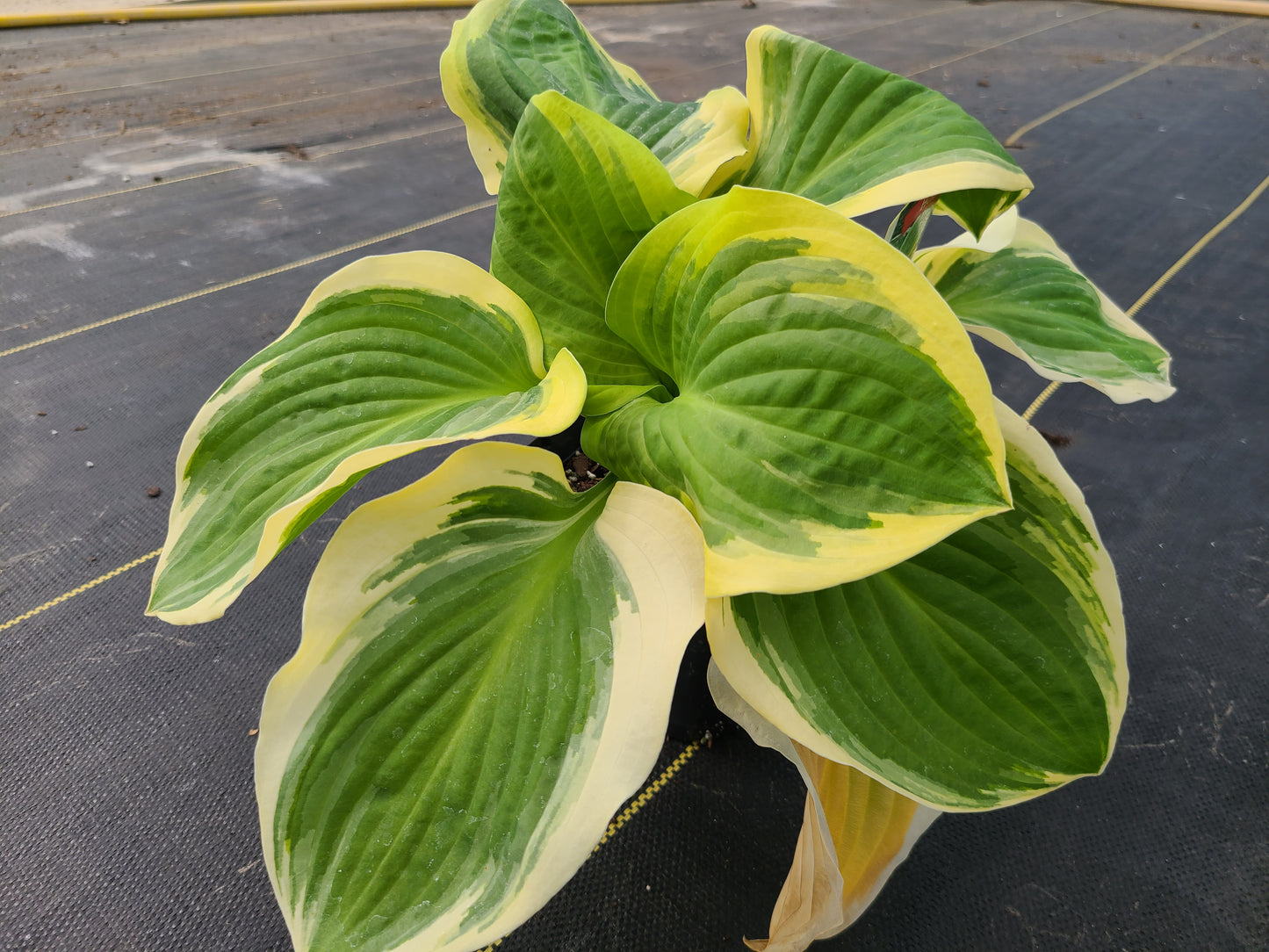 Hosta 'Diana Remembered'