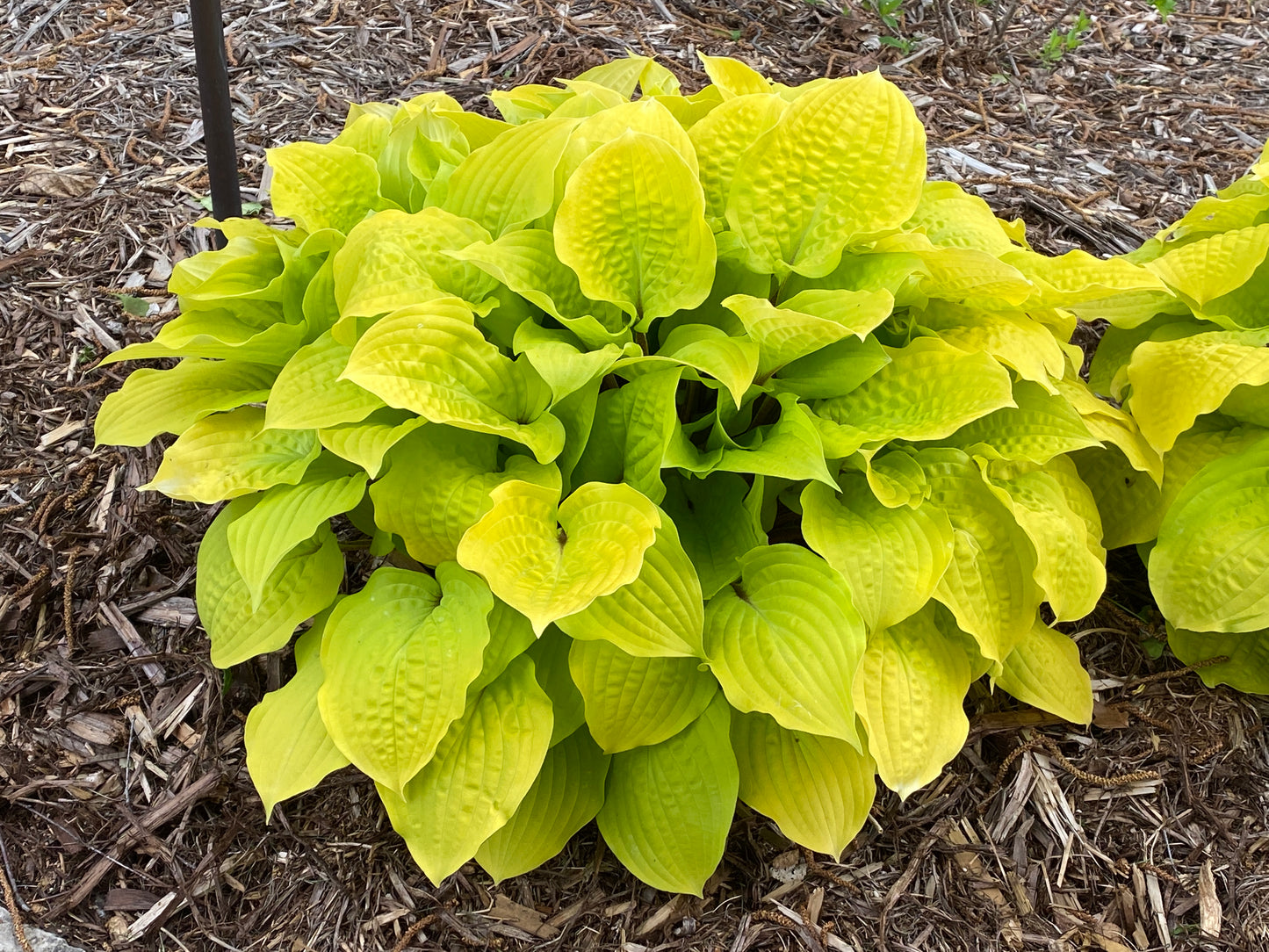 Hosta 'Fire Island’