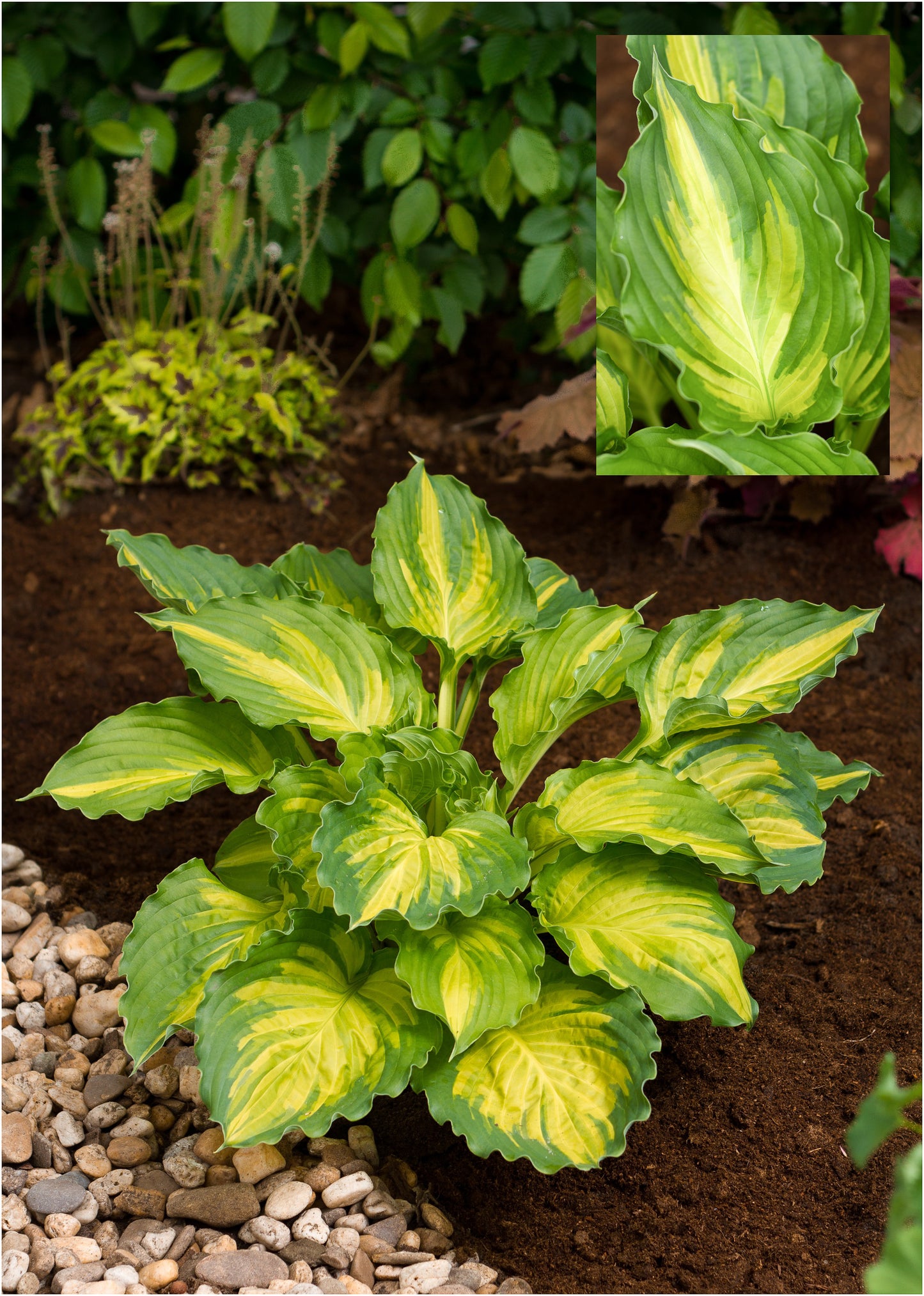 Hosta 'Lakeside Paisley Print'