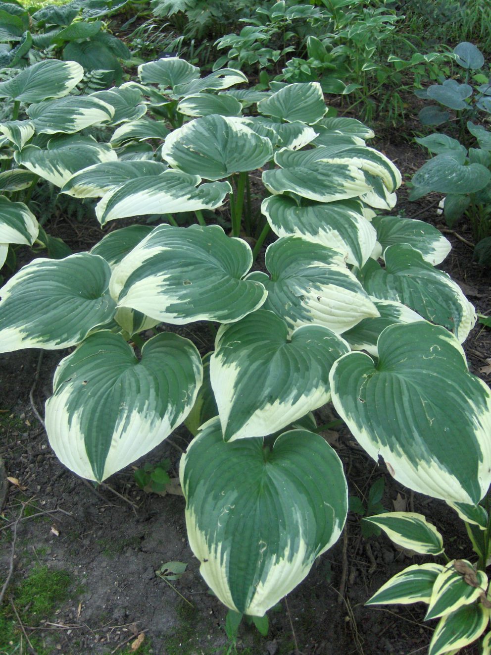 Hosta 'Robert Frost'