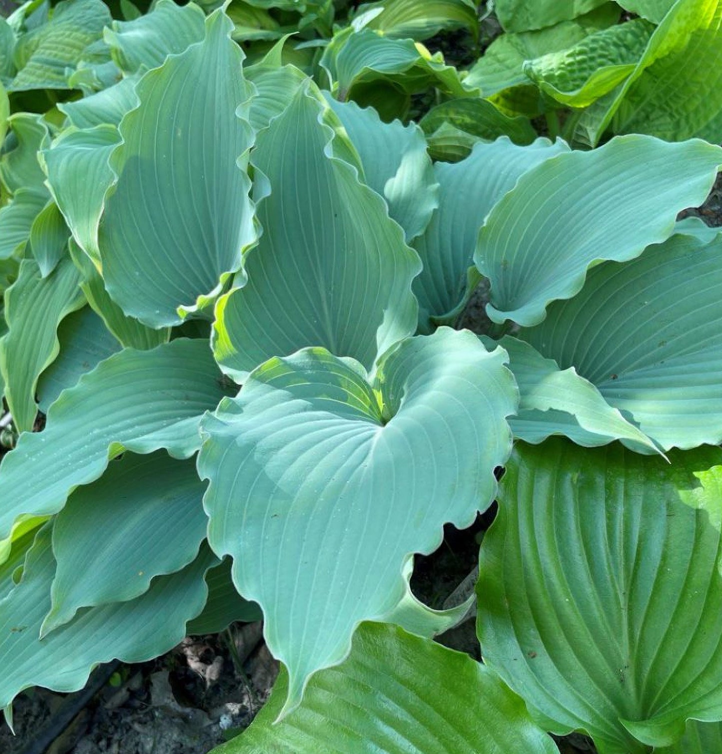 Hosta ‘Skywriter’