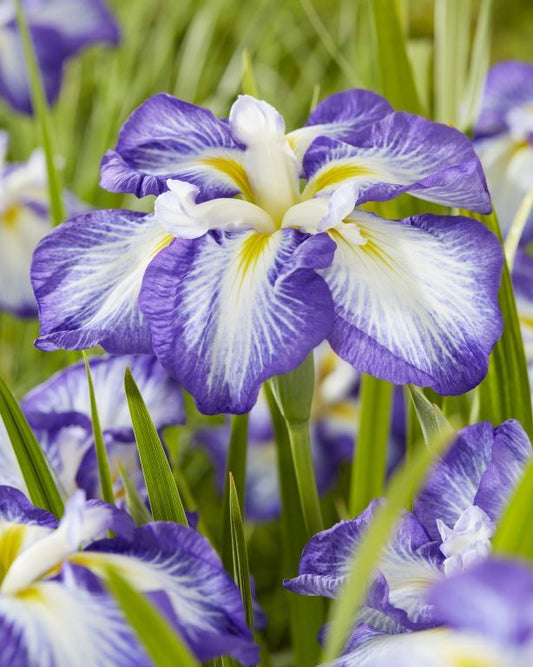 Iris ensata 'Dinner Plate™ Carrot Cake’