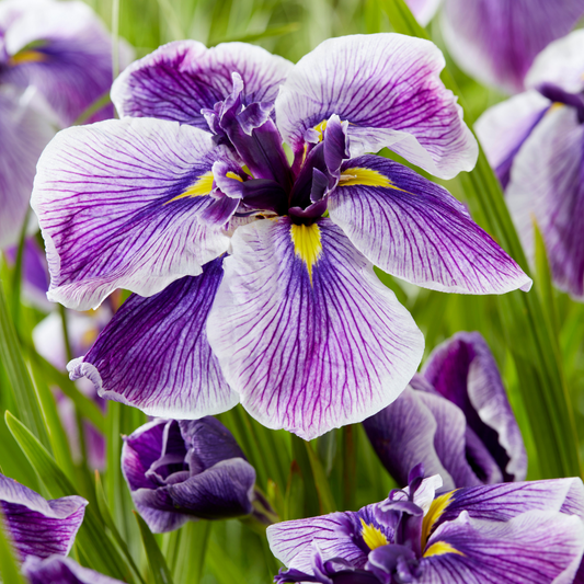 Iris ensata 'Dinner Plate™ Sundae’