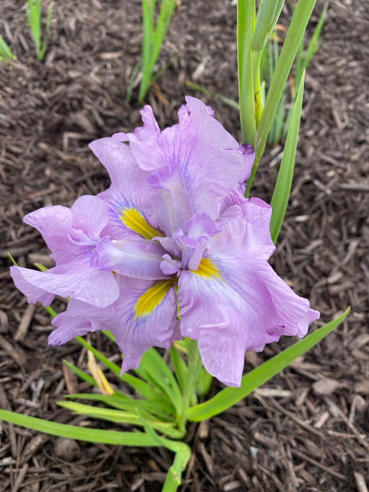 Iris ensata 'Dinner Plate™ Tub Tim Grob'