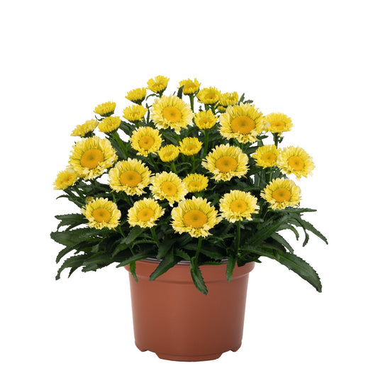 Leucanthemum maximum 'Sweet Daisy® Izabel'