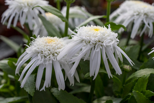 Leucanthemum   'Carpet Angel Daisy'™
