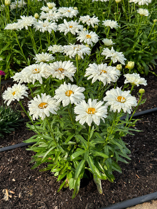 Leucanthemum superbum 'Make My Daisy™ Crazy'