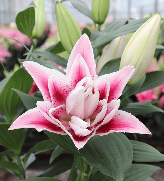 Lilium oriental 'Roselily™ Nowa'