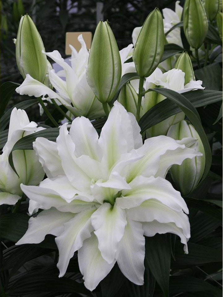 Lilium oriental 'Roselily™ Aisha