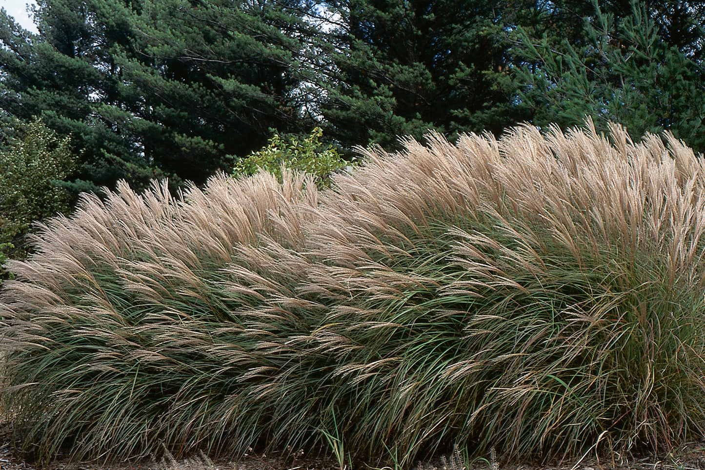 Miscanthus sinensis 'Adagio'