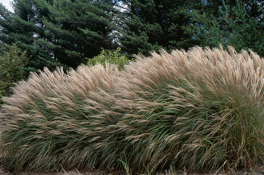 Miscanthus sinensis 'Adagio'