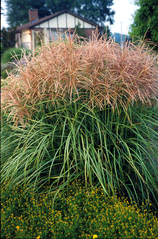 Miscanthus sinensis  'Huron Sunrise'