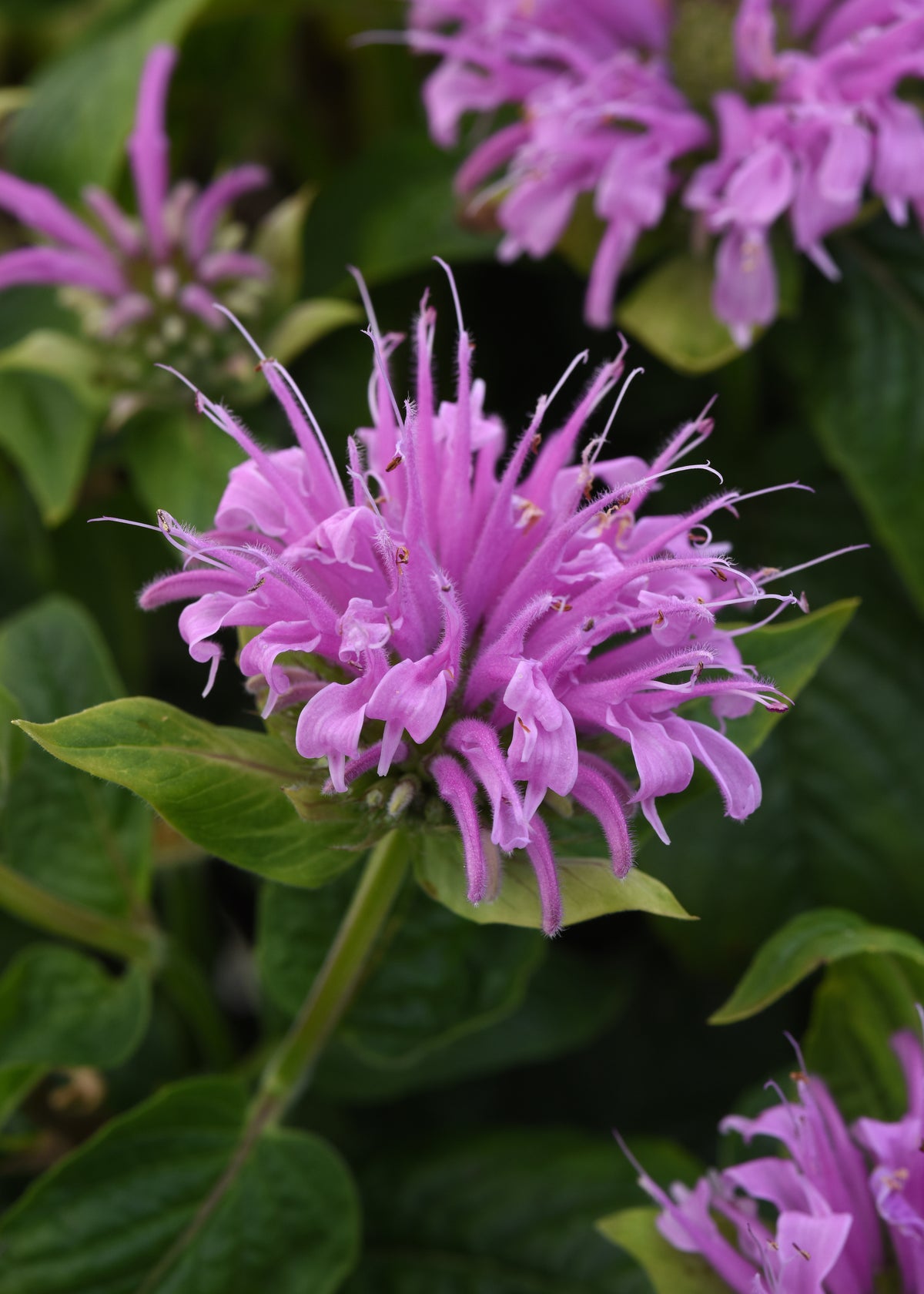 Monarda didyma 'Bee-Mine™ Lavender’ (Bee Balm)