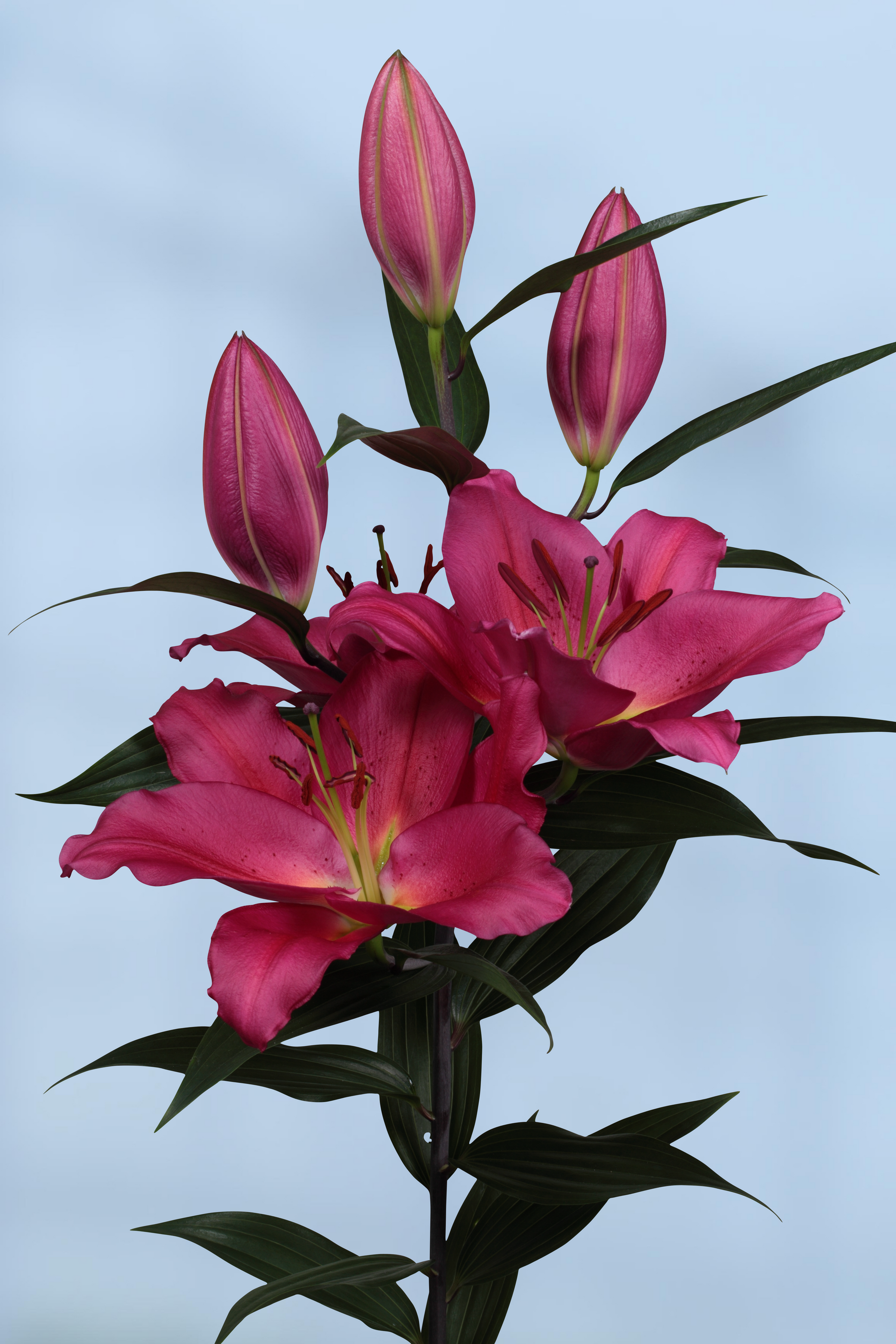 Lilium Montanum & Digitalis flower リトグラフ Lilium XX | Lilium Records