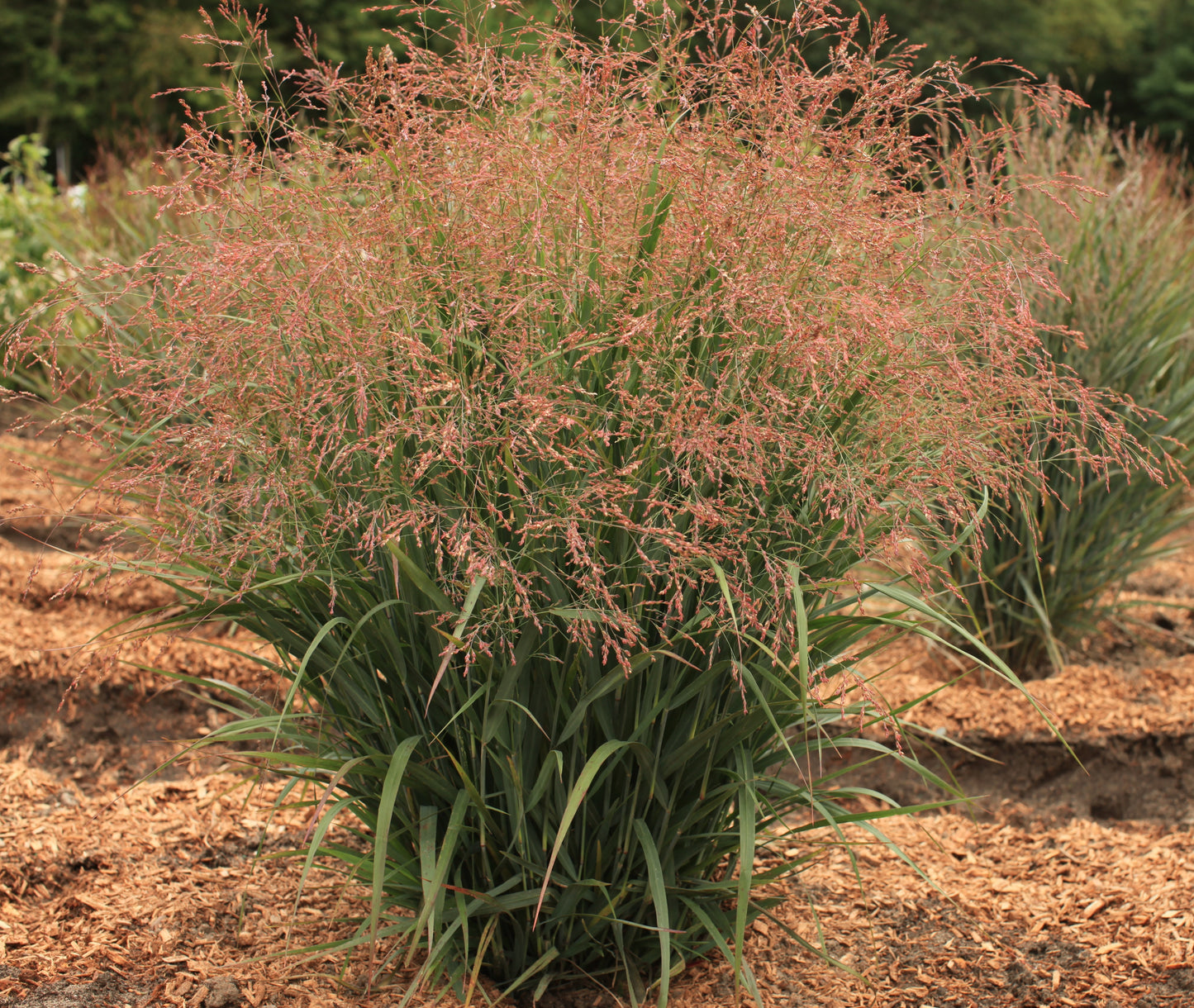 Panicum virgatum 'Dream Catcher® Smoky Rose®' (Switch Grass)