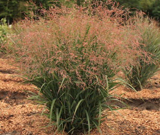 Panicum virgatum 'Dream Catcher® Smoky Rose®' (Switch Grass)