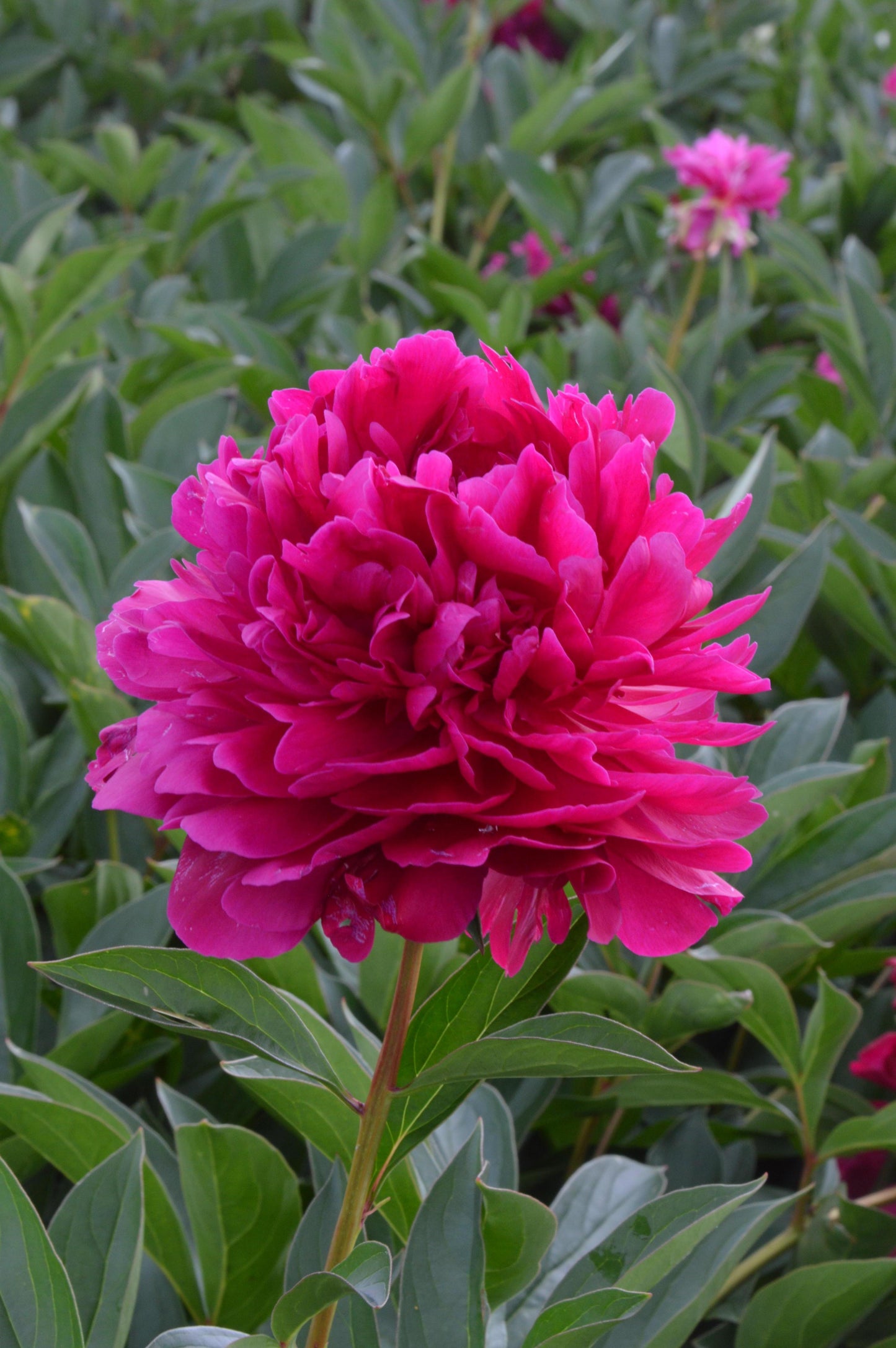 Paeonia lactiflora 'Paul M. Wild'