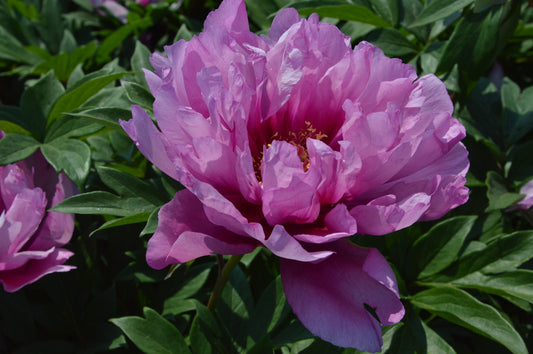 Paeonia Itoh 'First Arrival'