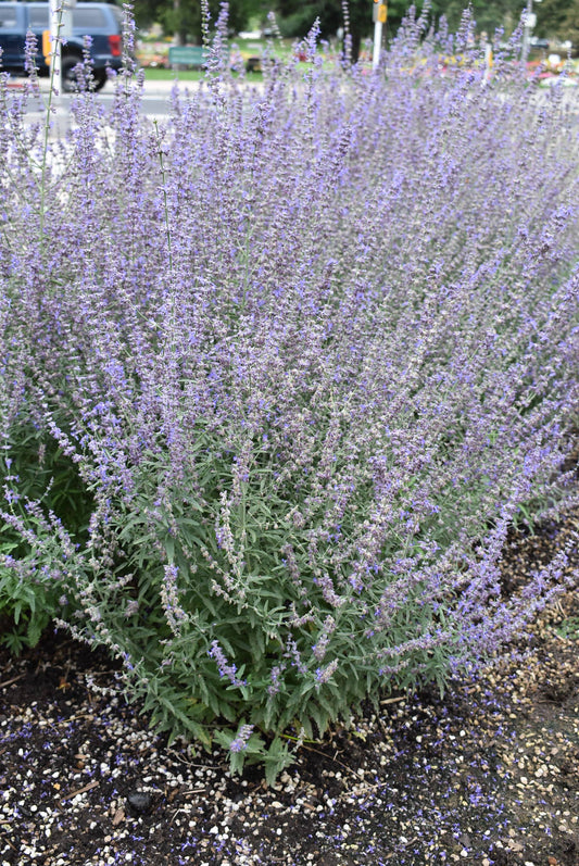 Perovskia atriplicifolia 'Jelena' (Russian Sage)