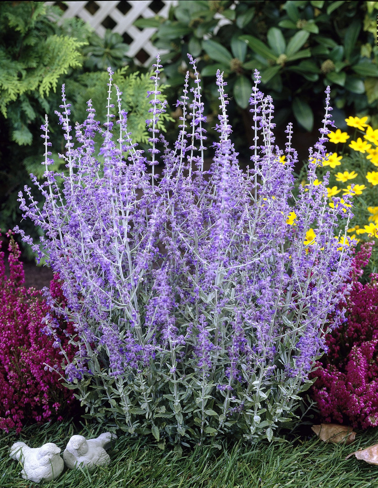 Perovskia atriplicifolia 'Little Spire'