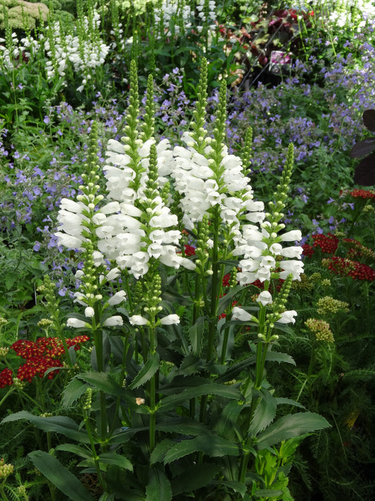 Physostegia virginiana  'Crystal Peak White'