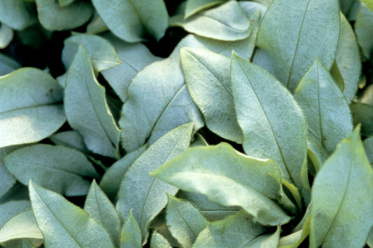 Pulmonaria longifolia 'Majeste'