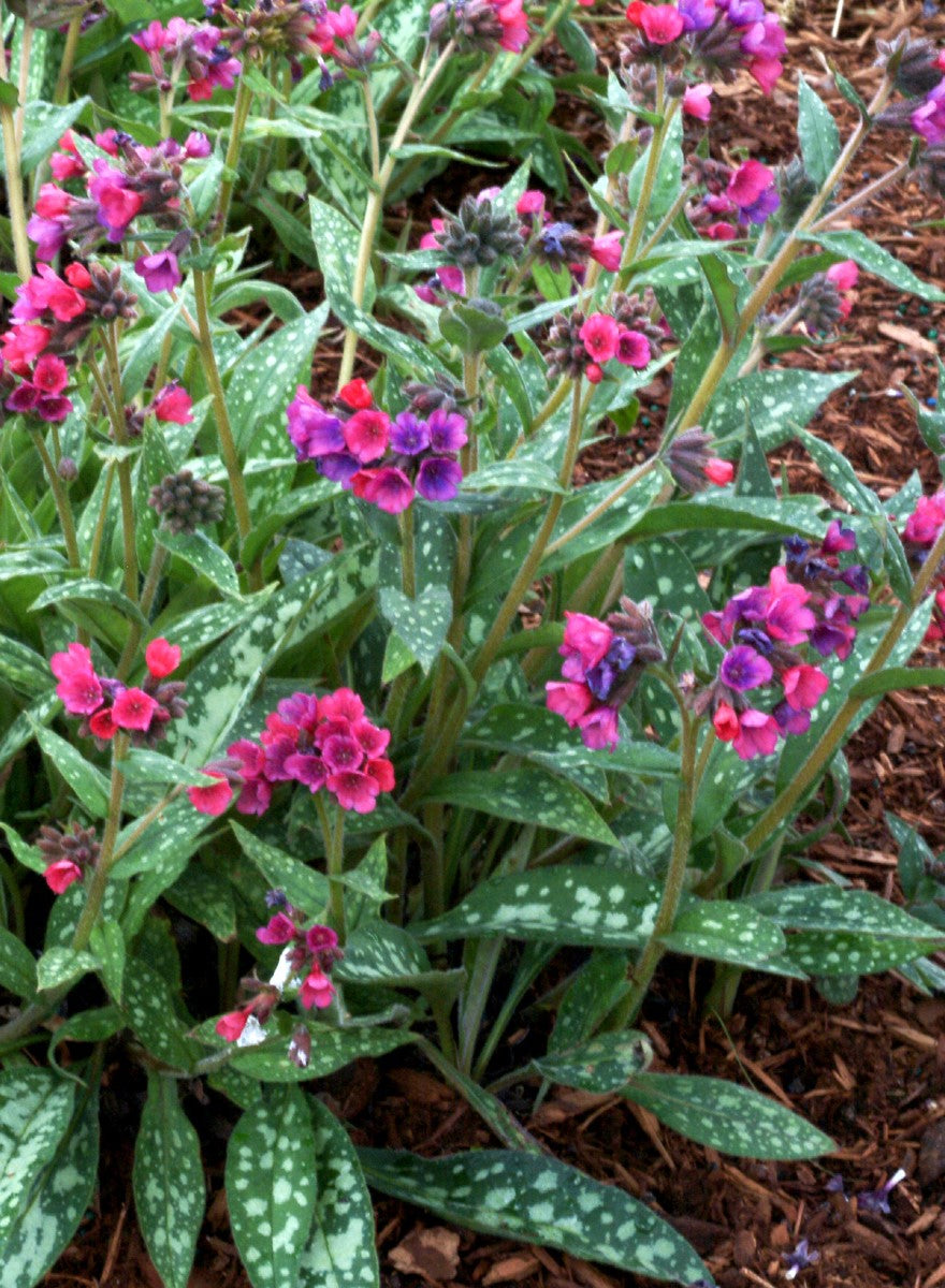 Pulmonaria longifolia 'Raspberry Splash'