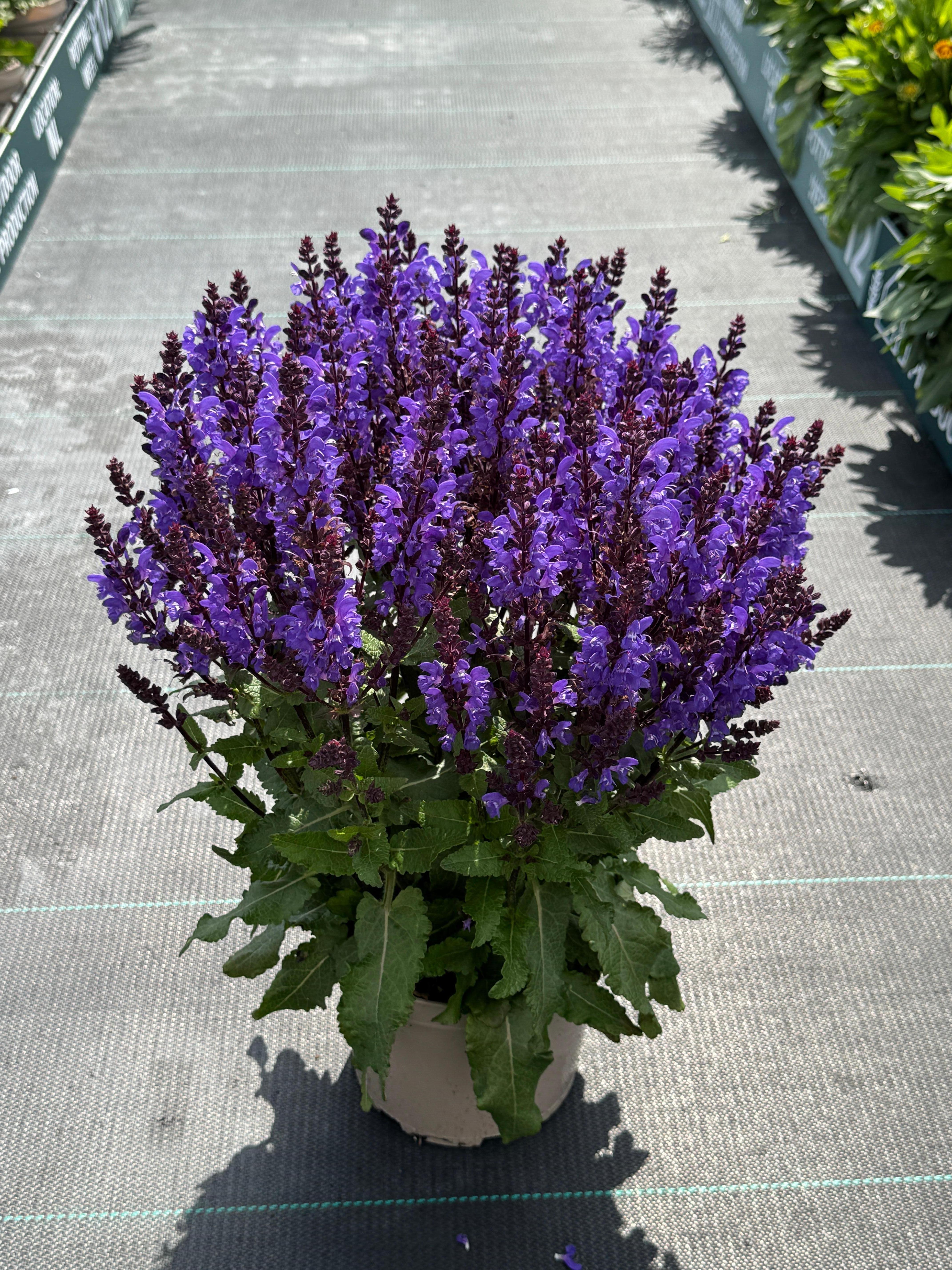 SALVIA – Fieldstone Gardens Inc