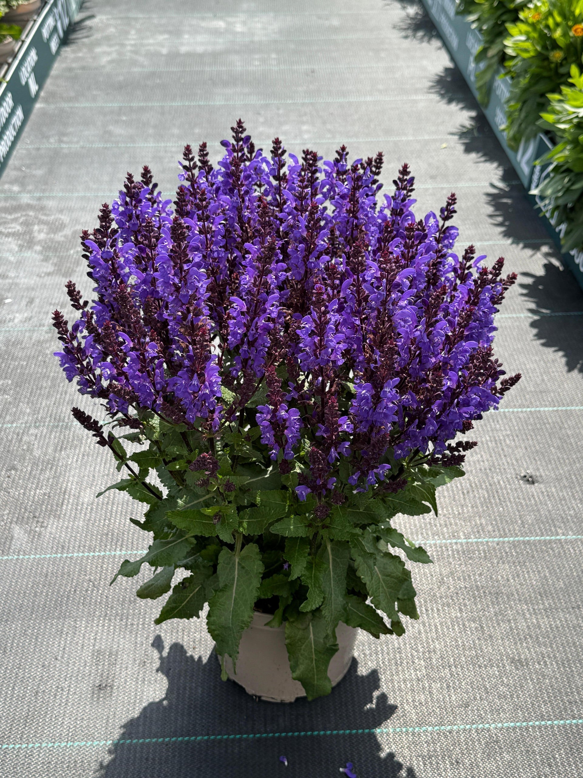 lavender salvia plant Salvia nemorosa 'Noble Knight' – Fieldstone Gardens Inc