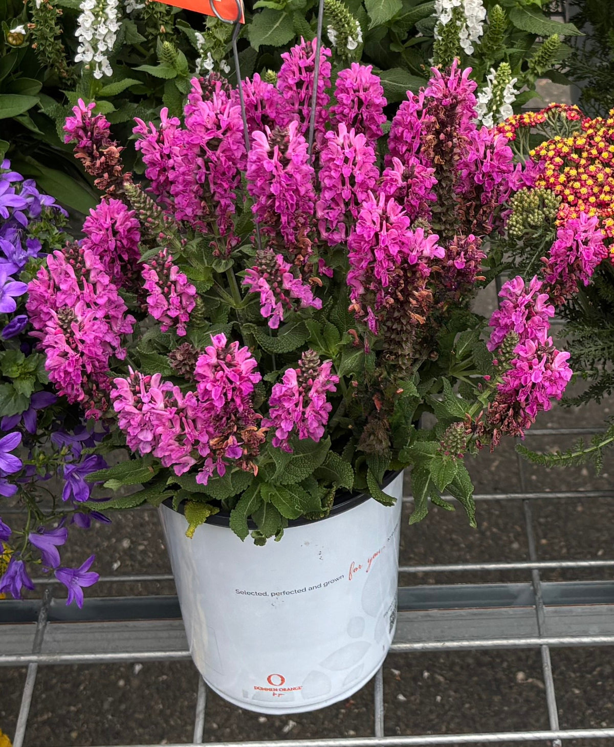 Salvia nemorosa 'Noble Princess’ (Meadow Sage)