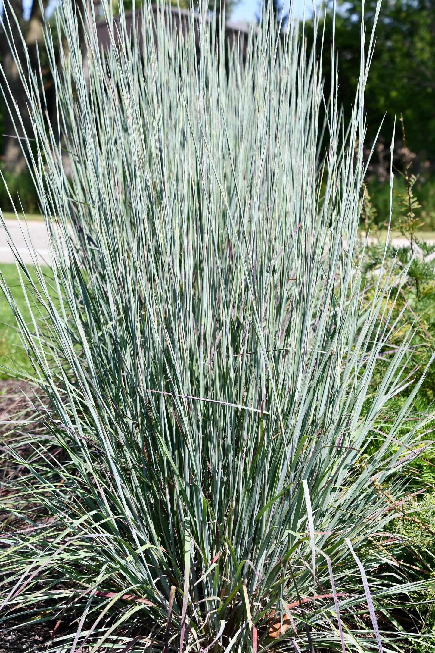Schizachyrium scoparium 'Sandhill' (Little Bluestem Grass)